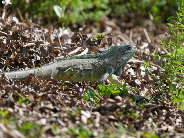 Groene leguaan (Iguana iguana)